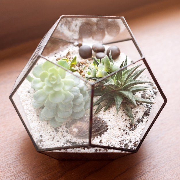 glass-terarium